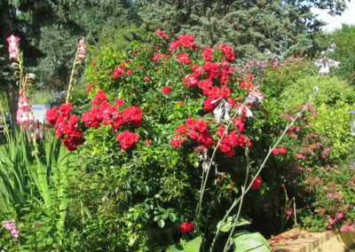 Jardin gîte les noisetiers auvergne